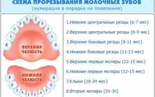 Когда какие зубы режутся